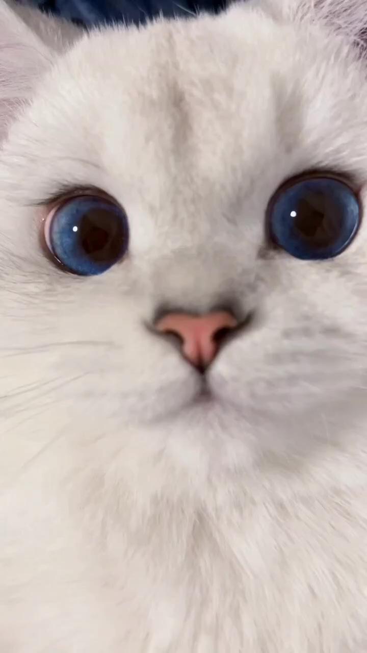 Blue eyes cat | hello little kitty credit to israt_asheka0664