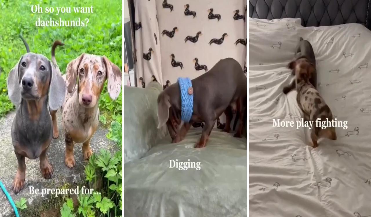 Both beautiful dogs ; dachshund funny video