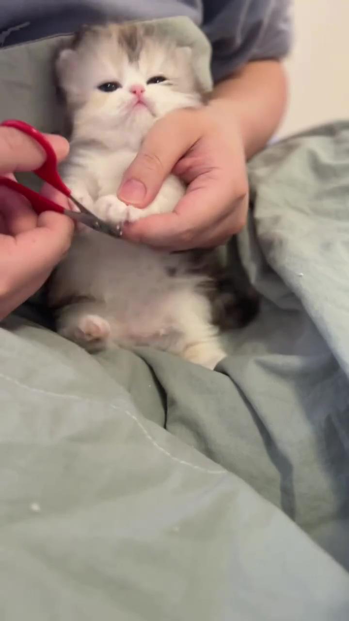 Brave new beginnings: adorable kitty's first nail trim  | cute cat