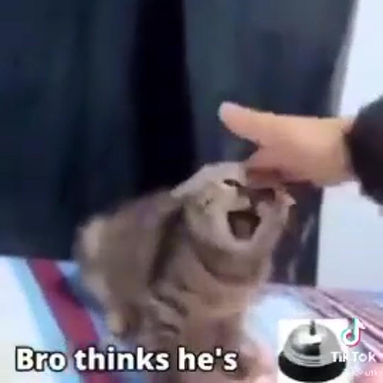 Bro thinks he's bell meme; funny cute cats