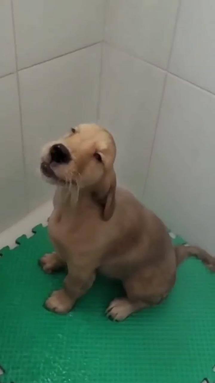 Brownie dog | cute little puppy