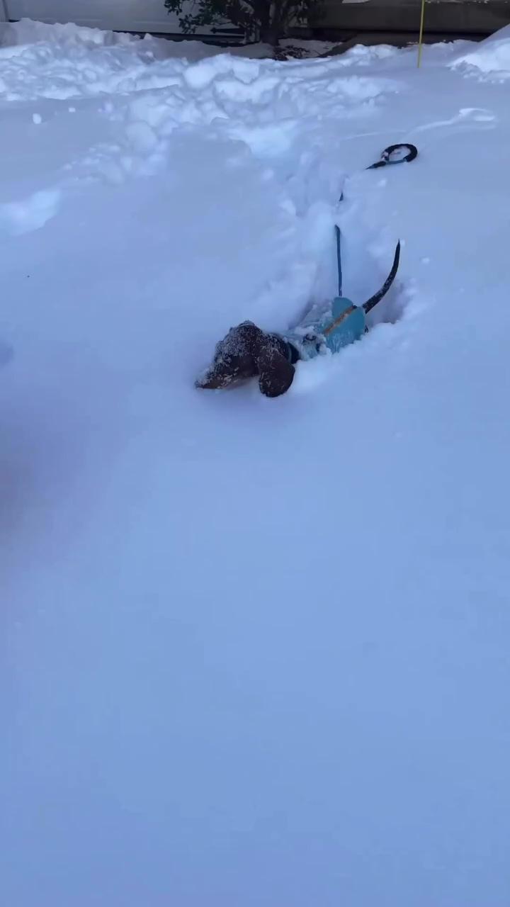 Can't wait for the next snowstorm  | dachshund, miniature dachshund, dachshund videos, dachshund puppy, dachshund puppies