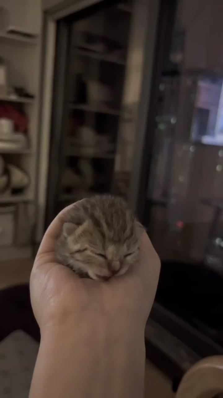 Cat:3333 | cute little kittens