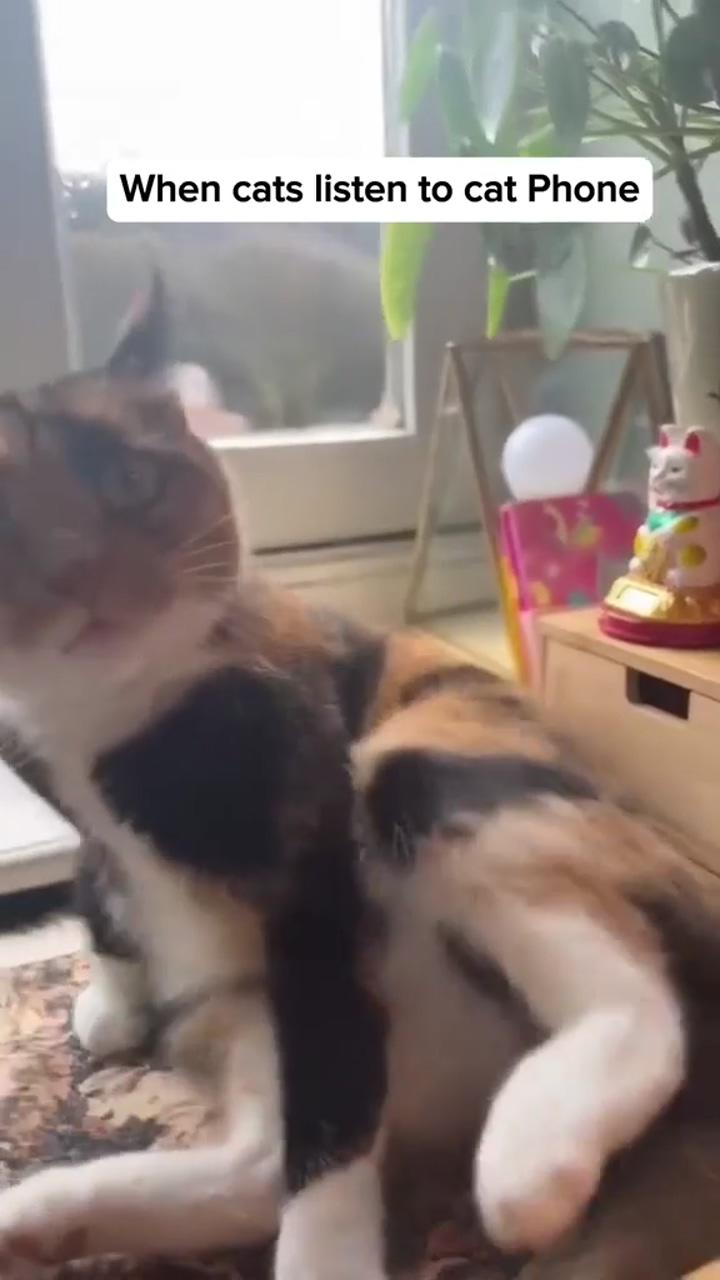 Cat alarm | funny animal videos