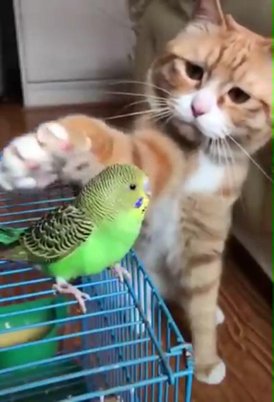 Cat bird love  | cute baby cats