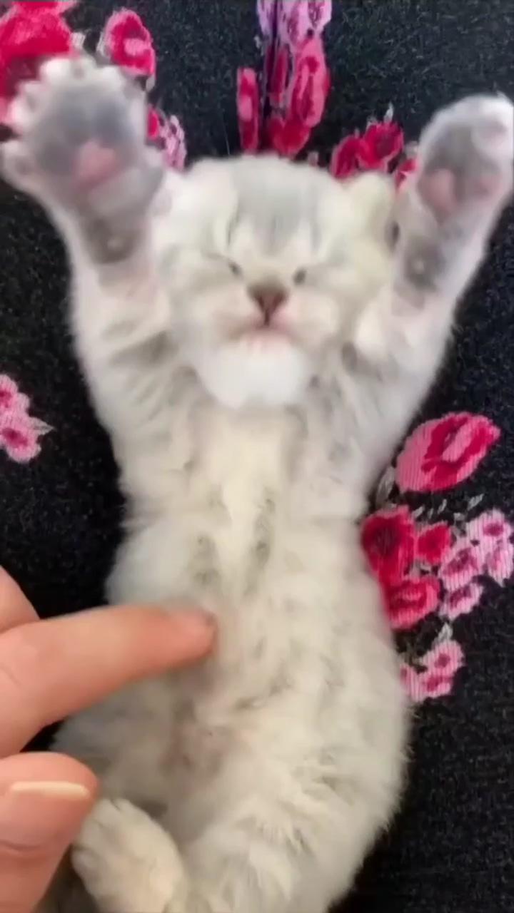 Cat grooming | cute little kittens