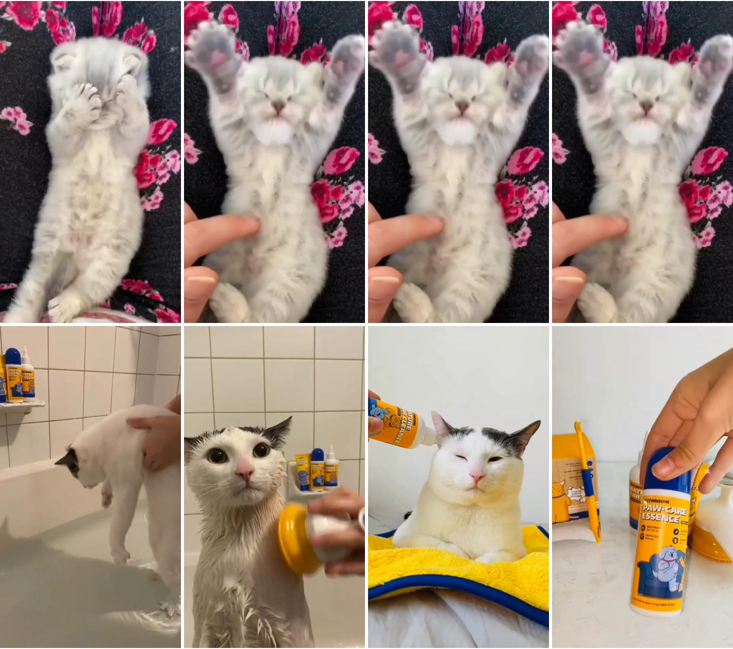 Cat grooming; cute little kittens