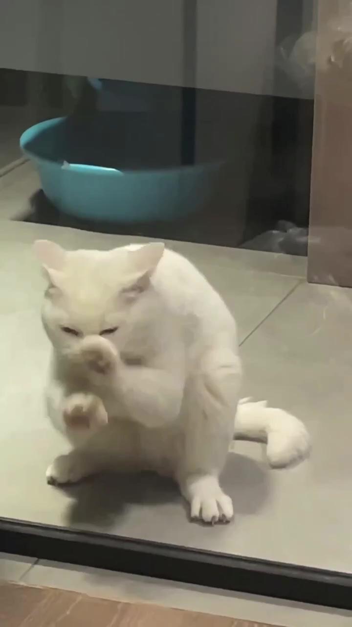 Cat is preparing for a fight | cute little kittens