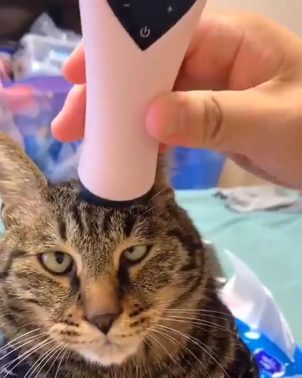 Cat pressure testing | cutee animals