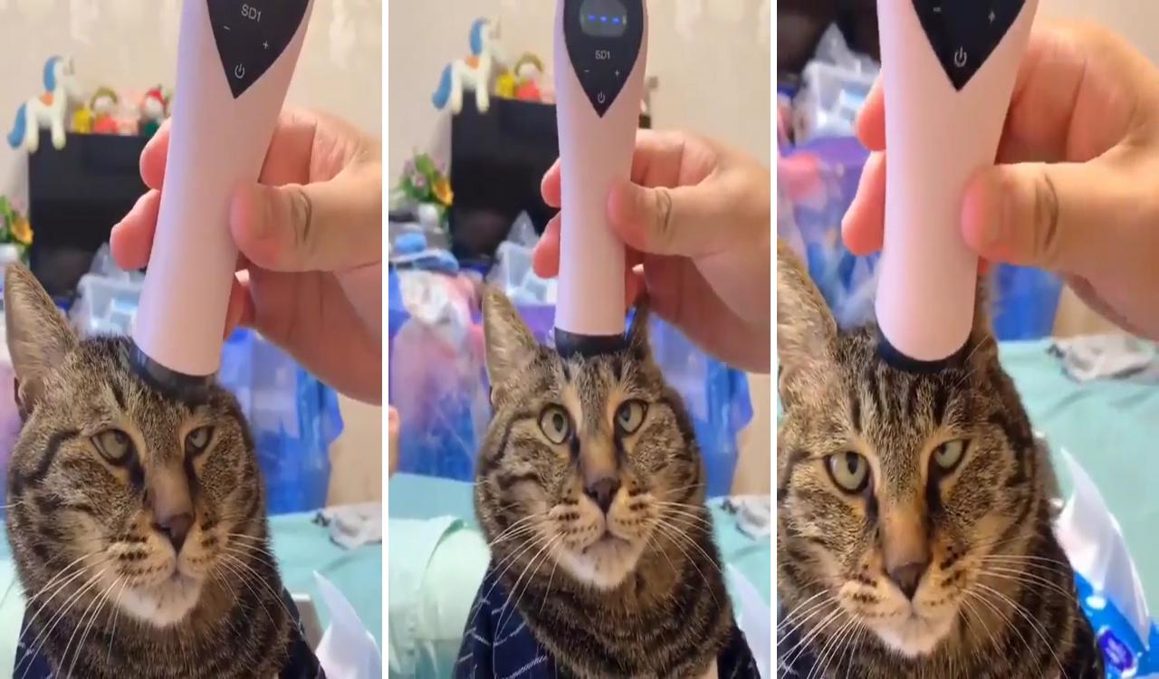 Cat pressure testing; cutee animals