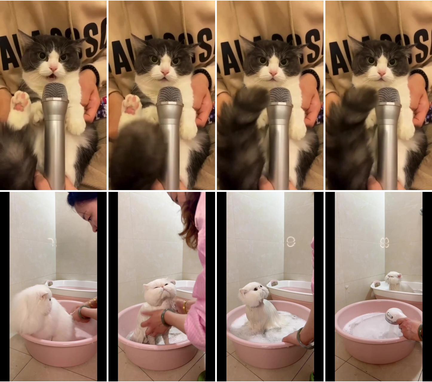 Cat song credit to  alraqi7; "fur-tastic bath lotion: get your pets clean and fresh
