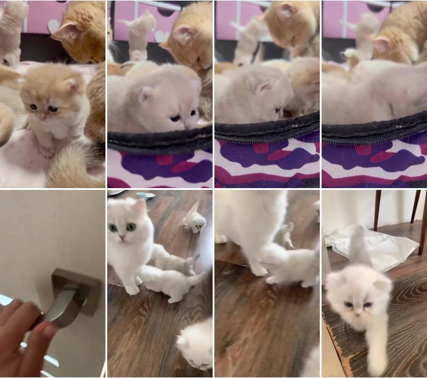 Cats videos; cute little kittens
