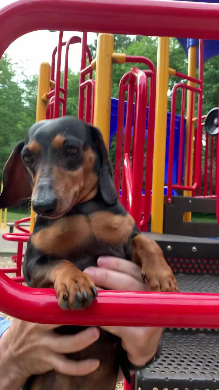 Check out my new video on my my youtube channel make sure to check it out | funny dachshund