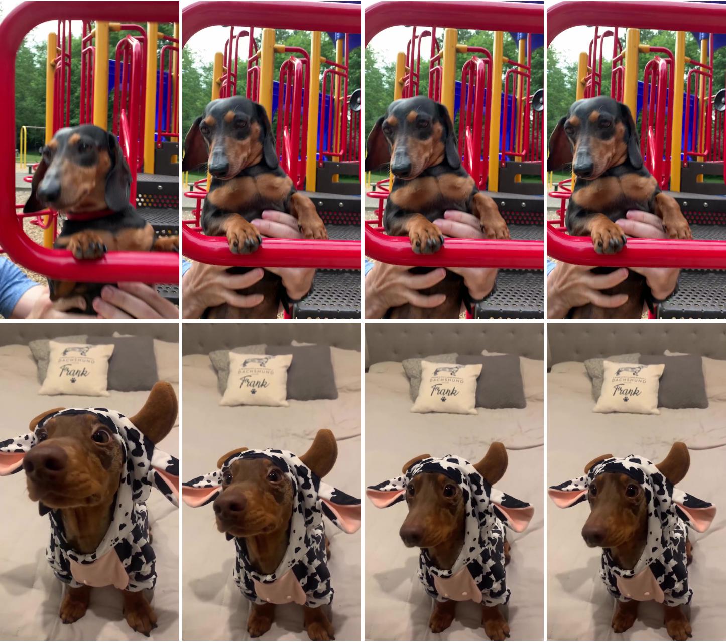 Check out my new video on my my youtube channel make sure to check it out; funny dachshund
