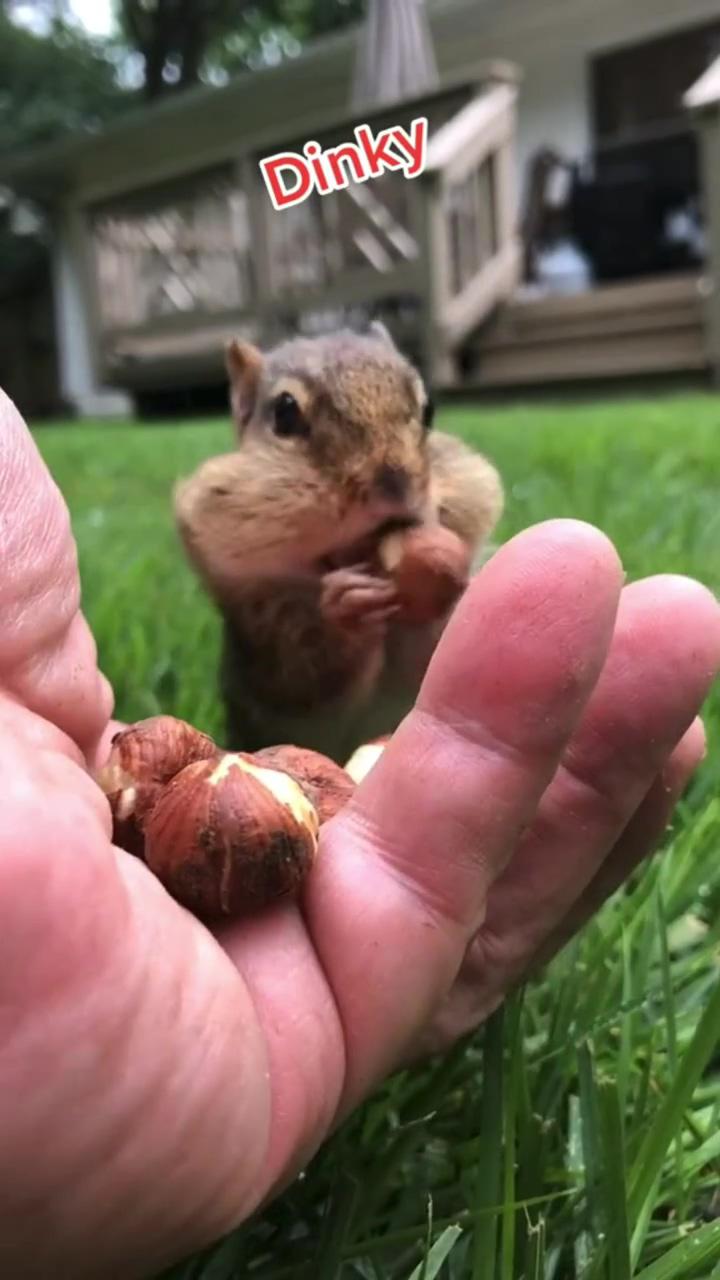 Chipmunk | cute animal videos