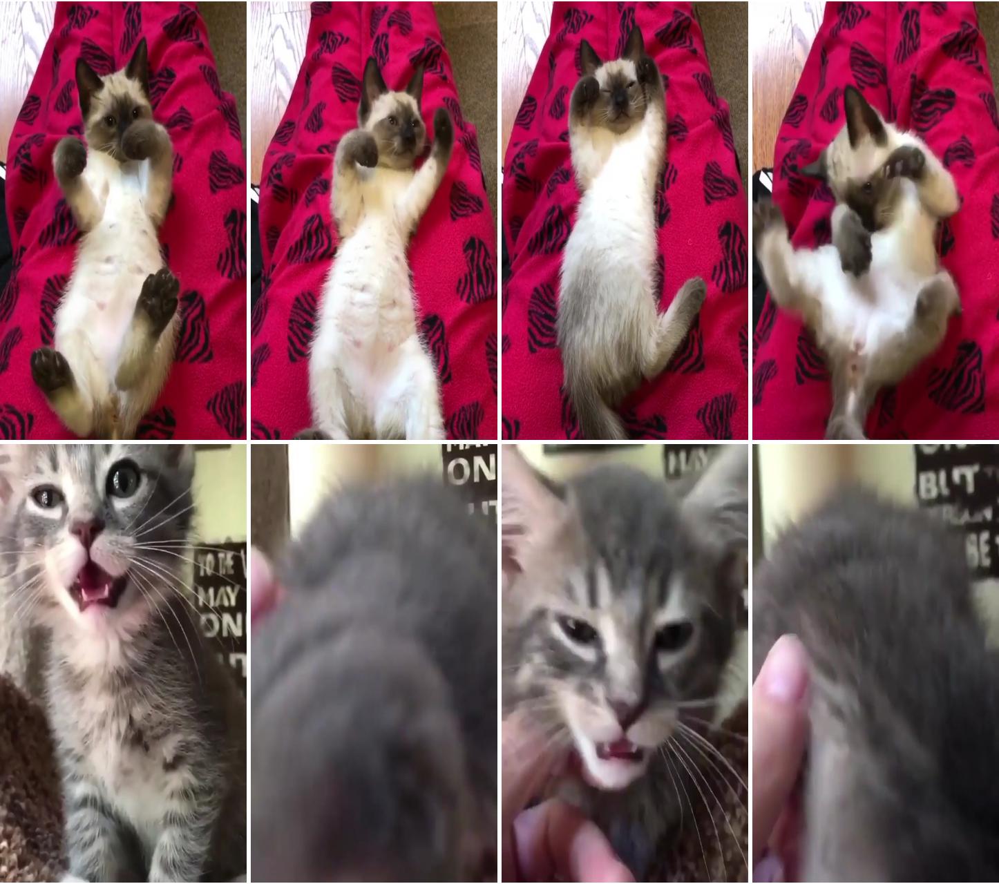 Crazy kitten beeps; cuteness overload