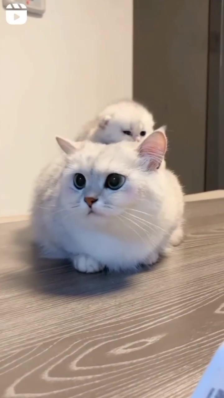 Credit:unknown | cute little kittens