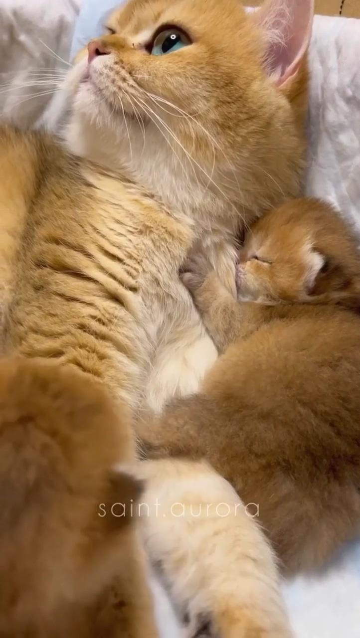 Cuddling with mommy; cute little kittens