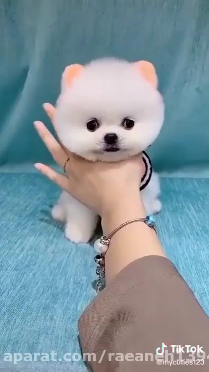 Cute animal | cute fluffy dogs