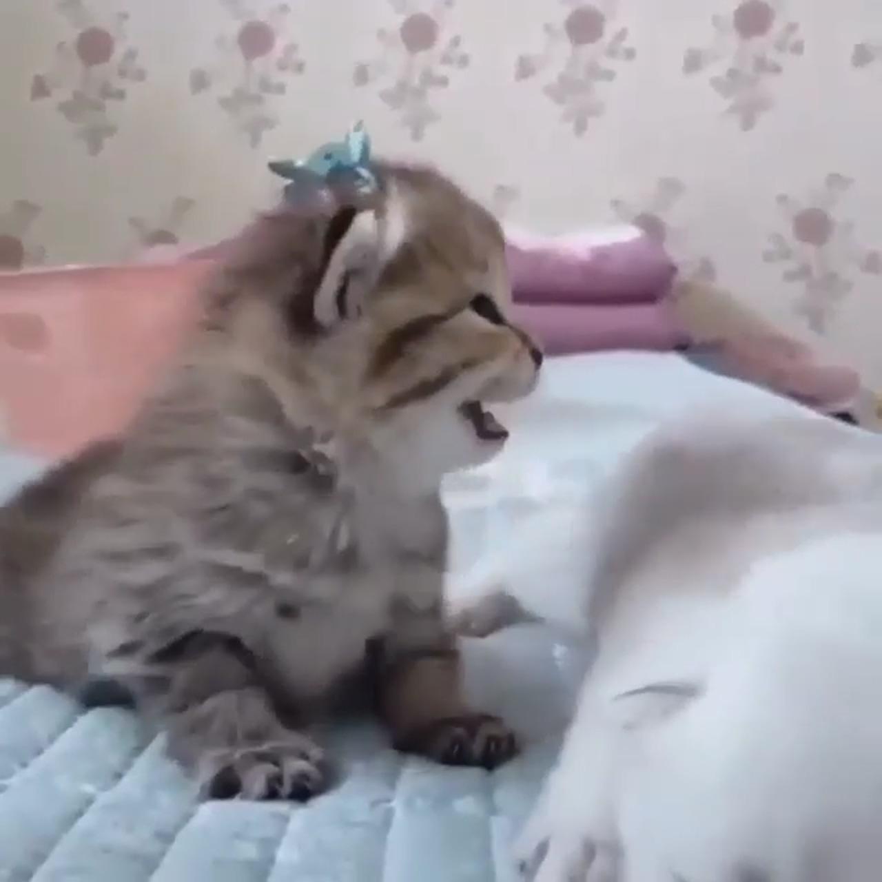Cute baby bunnies; cute little kittens
