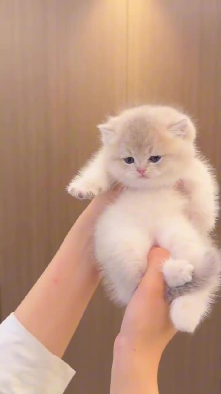 Cute baby cat  | super cute little milk cat, of course i want to share it with the super cute
