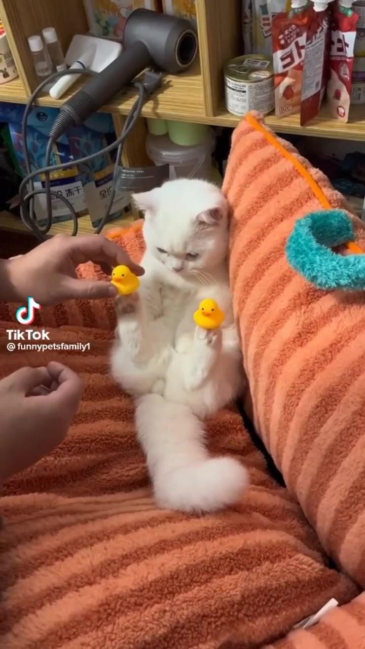 Cute baby cats; funny cute cats