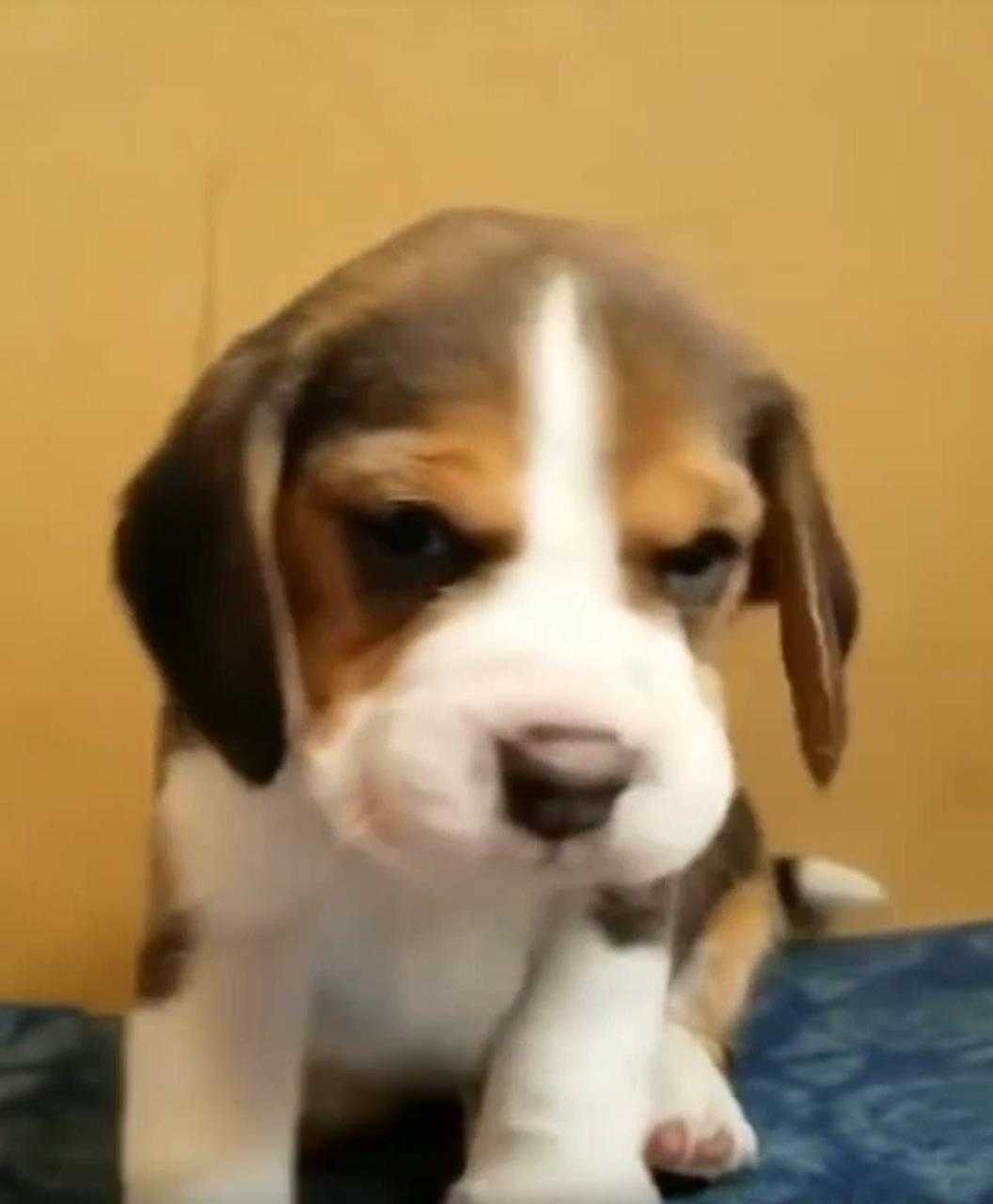 Cute beagle | cute puppies and kittens