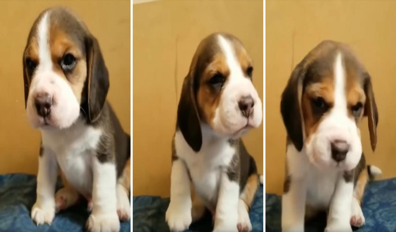 Cute beagle; cute puppies and kittens