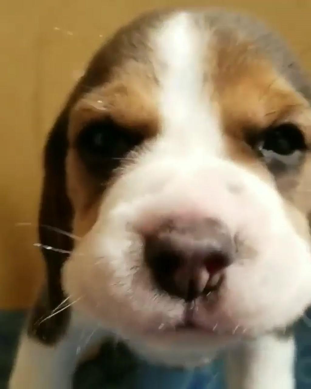 Cute beagle puppy barking | the cutest