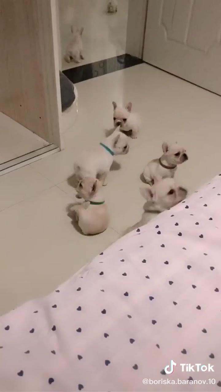 Cute bulldog puppies | very cute puppies