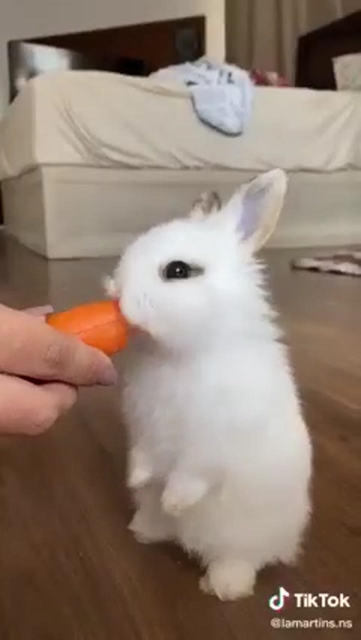 Cute bunny | baby animals super cute