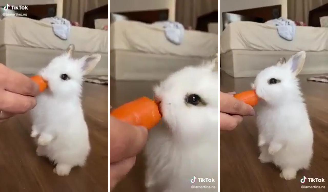 Cute bunny; baby animals super cute