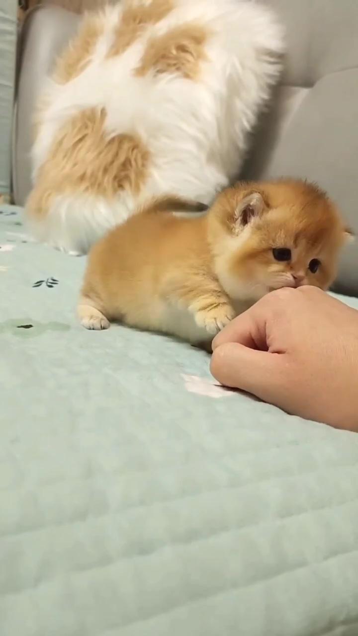 Cute cat cute action | cute little kittens