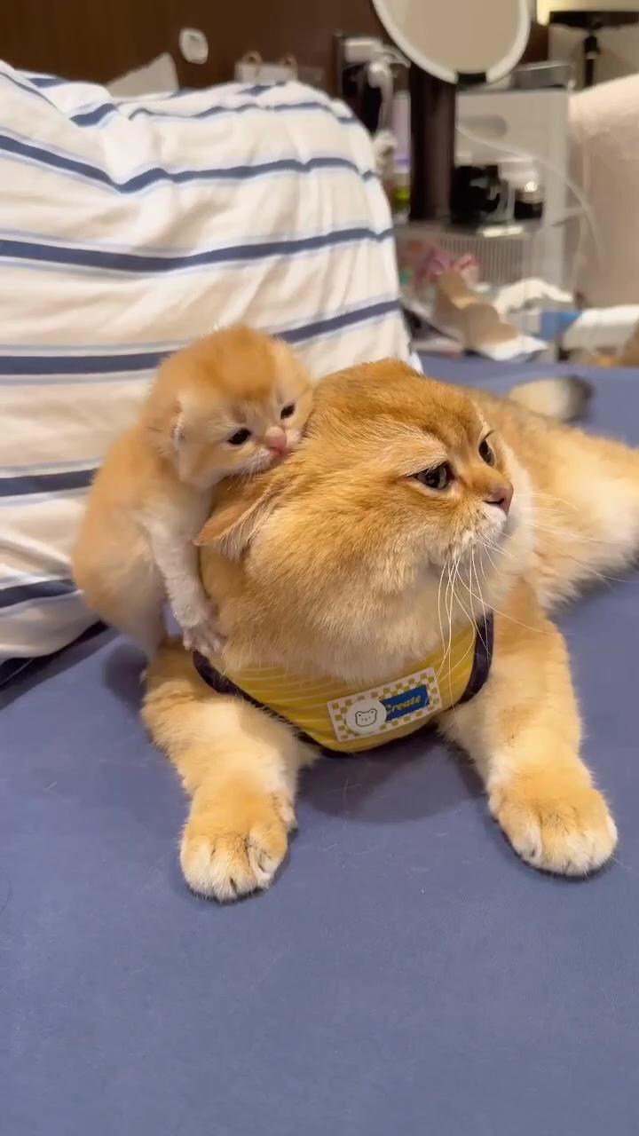 Cute cat | cute baby cats