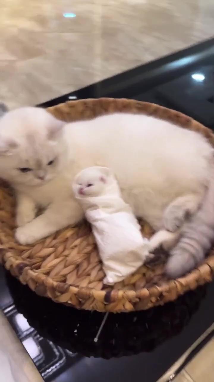 Cute cat/ cute kitten | cute kittens