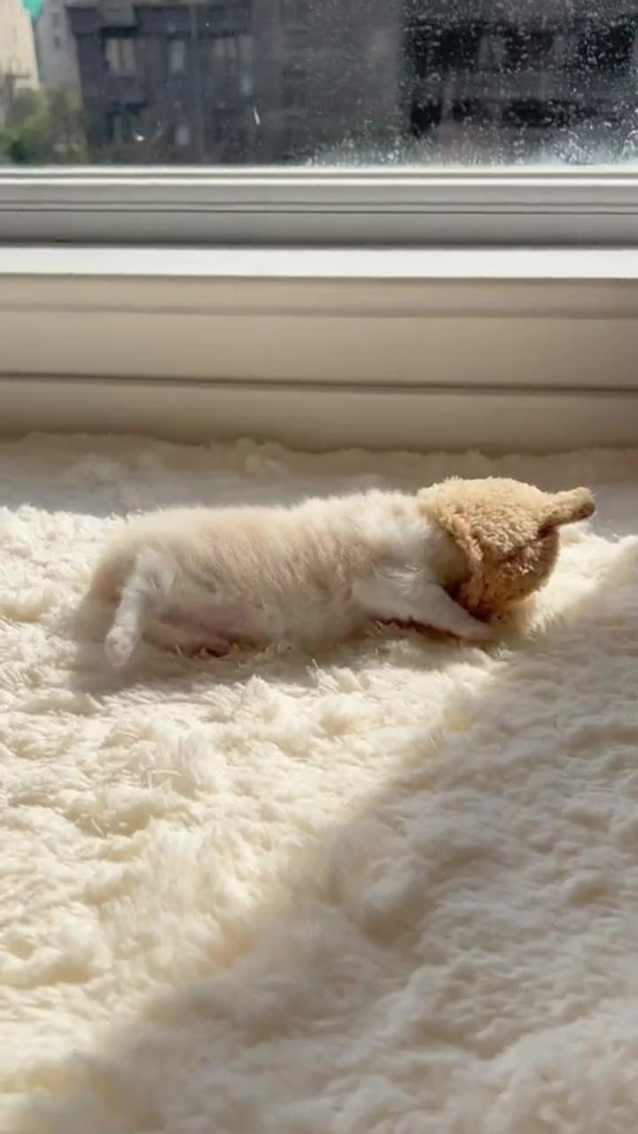 Cute cat | cute white baby kitten, adorable baby kitten, cat videos