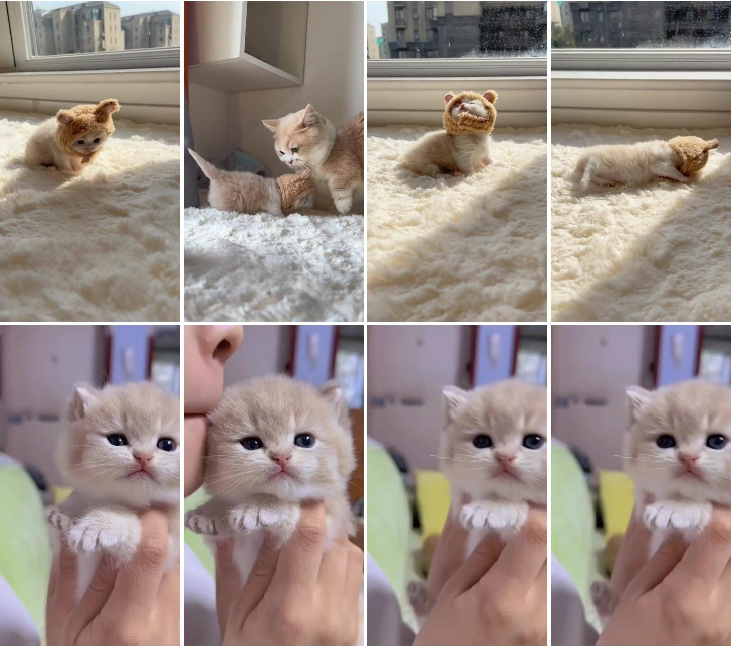 Cute cat; cute white baby kitten, adorable baby kitten, cat videos