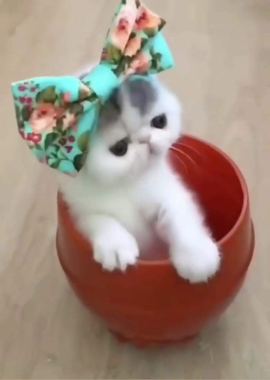Cute cat gif | cute baby cats