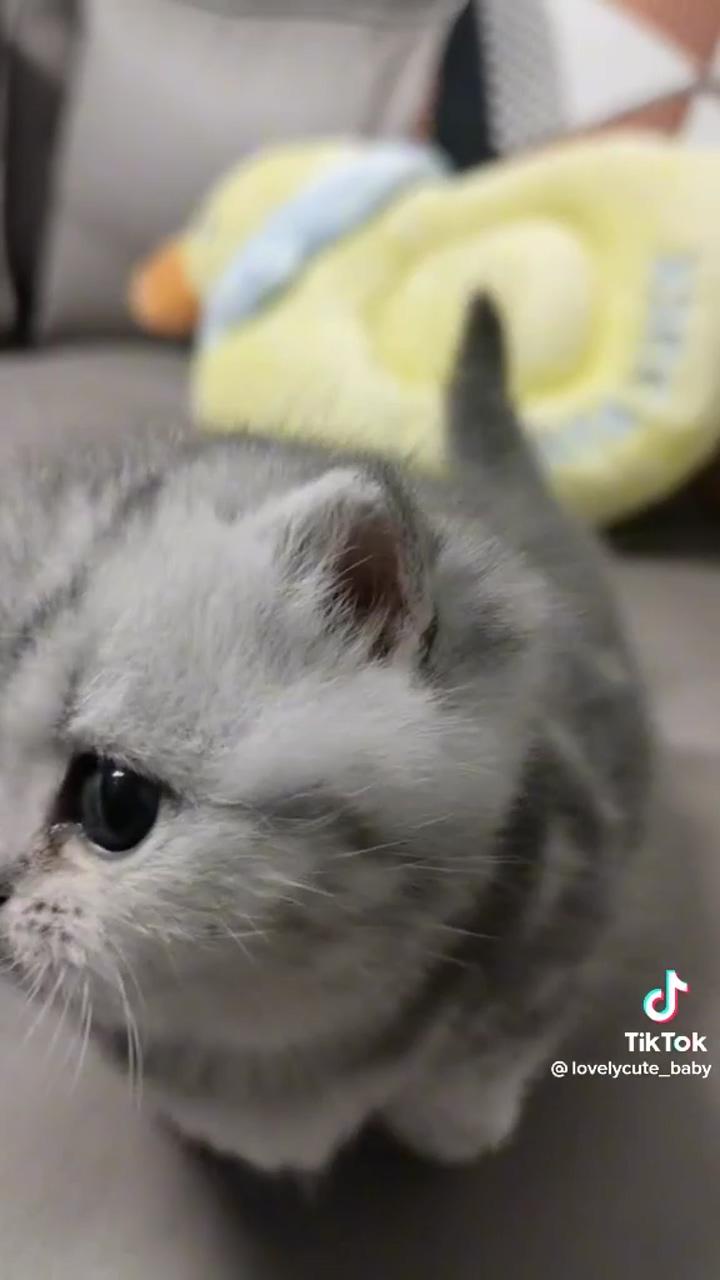 Cute cat; kittens cutest baby