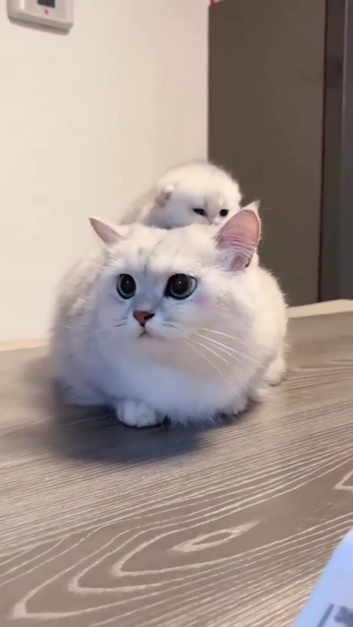 Cute cat | so cute sweety kitten