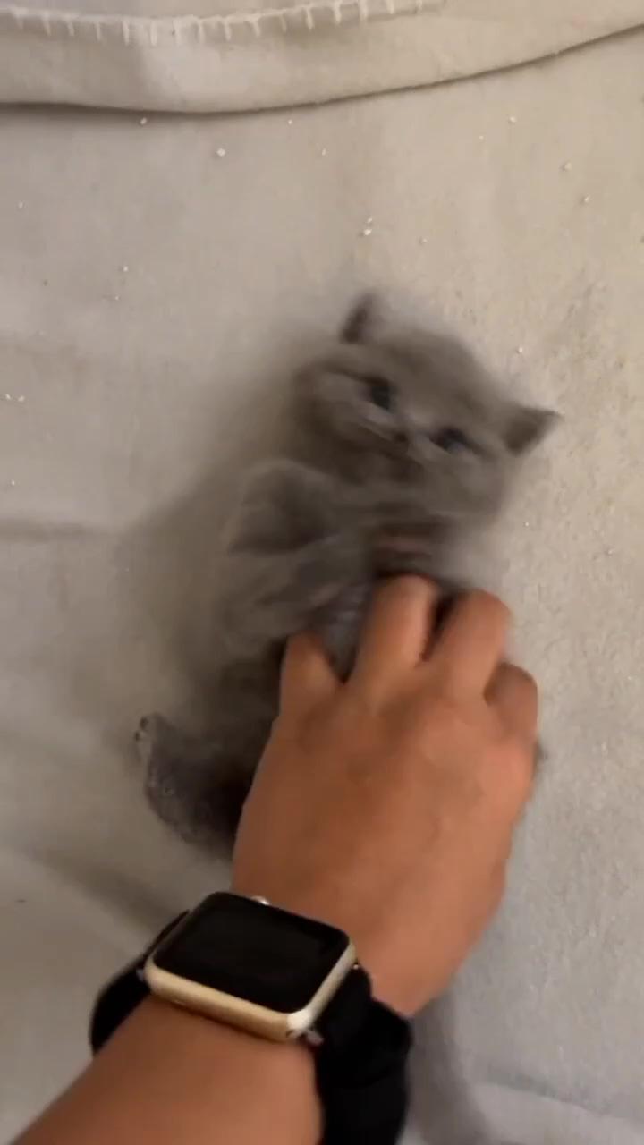 Cute cat | the cuddle i want