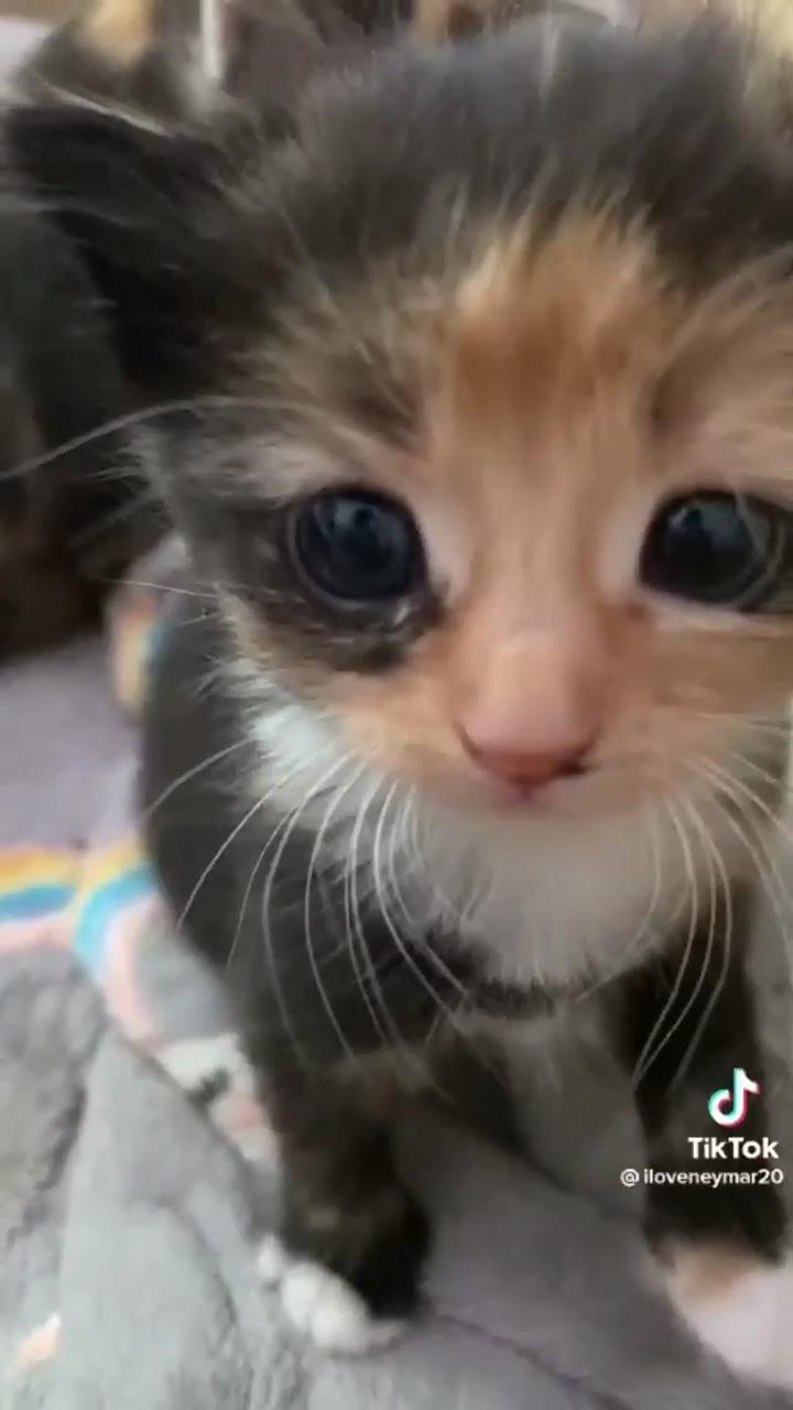 Cute cat tiktok; cute baby cats