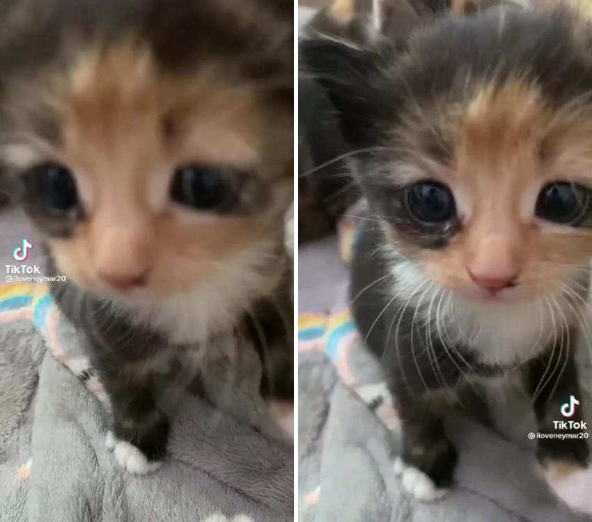 Cute cat tiktok; cute baby cats