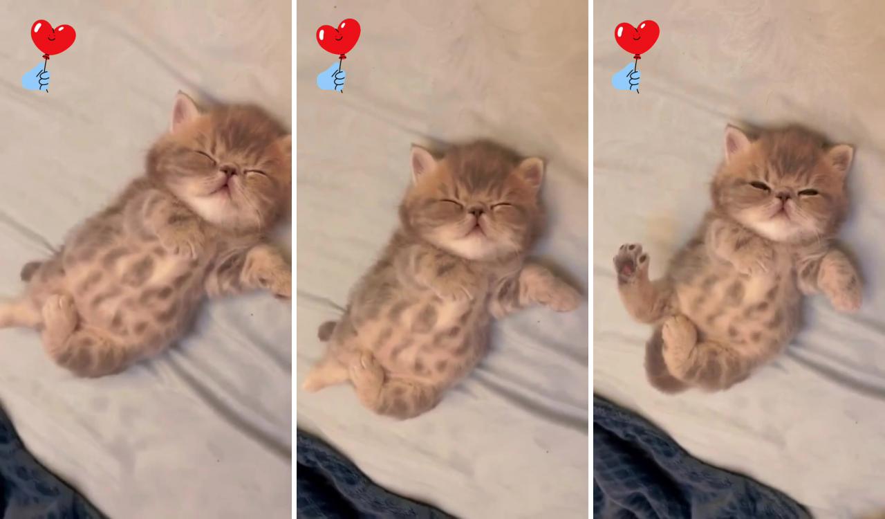 Cute cat video 2022; cute little kittens