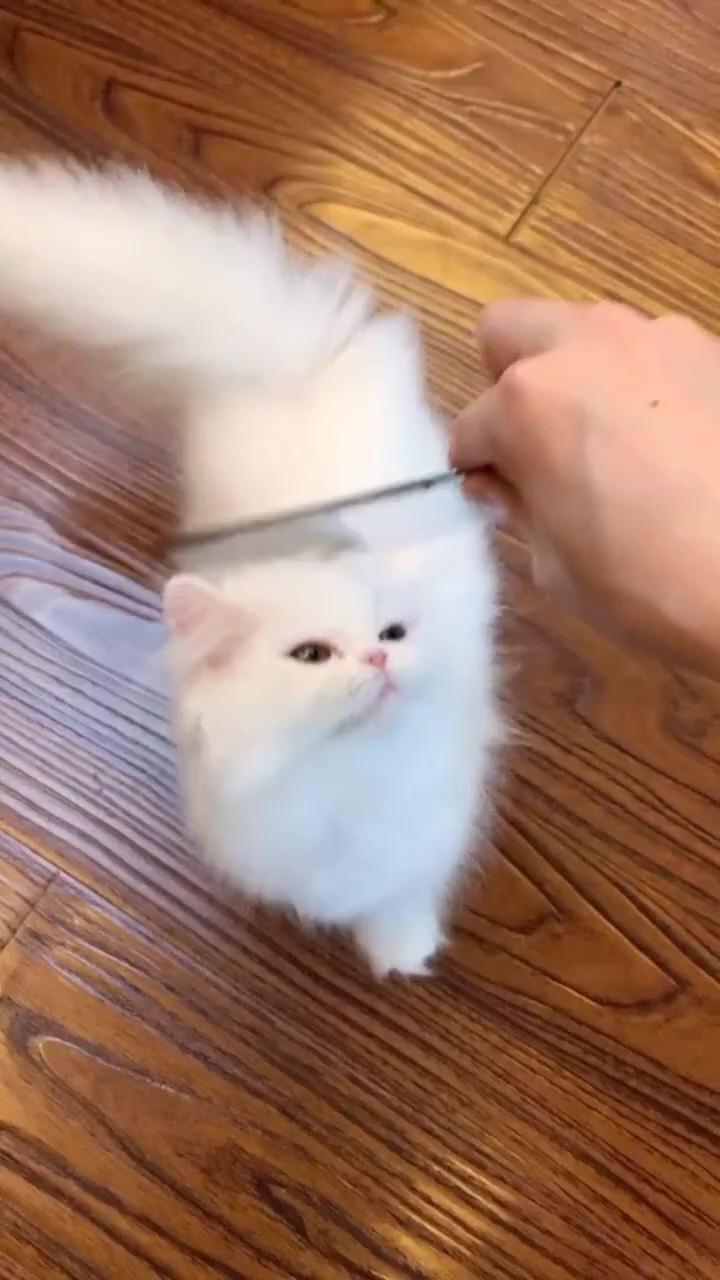 Cute cat video 3 | baby cat video