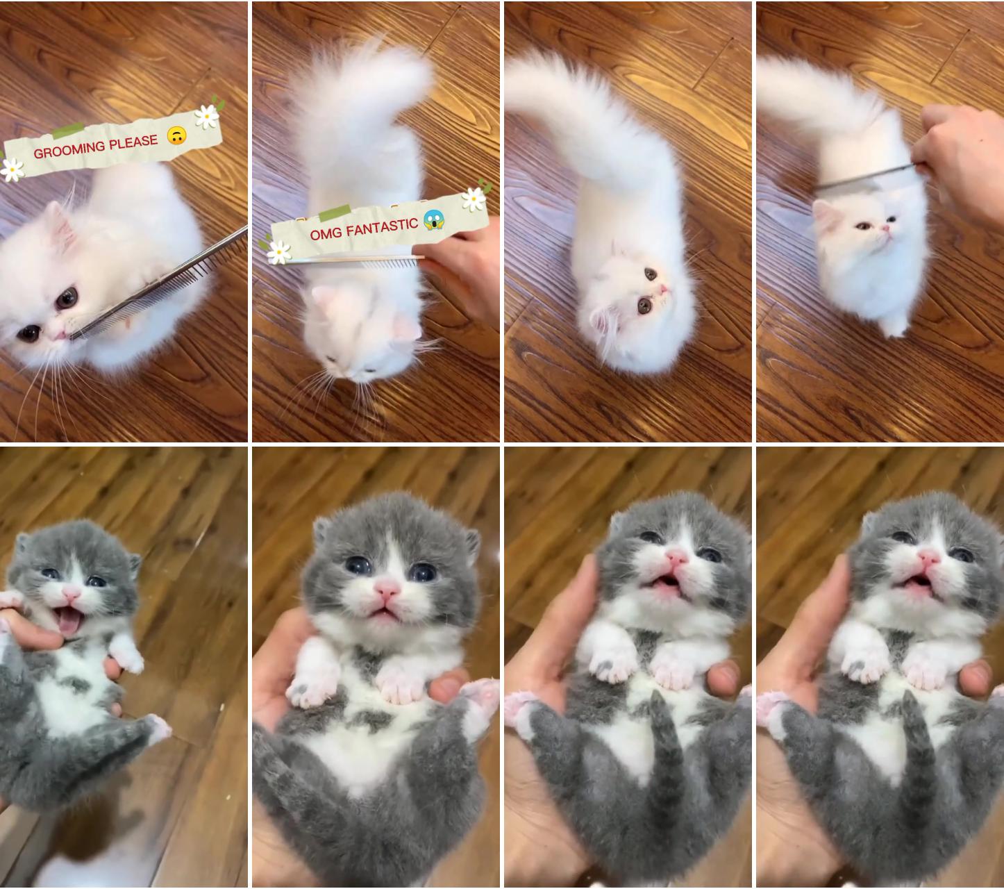Cute cat video 3; baby cat video