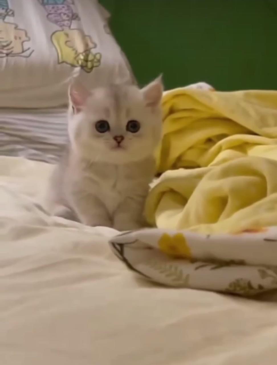 Cute cat videos ; cute cat gif