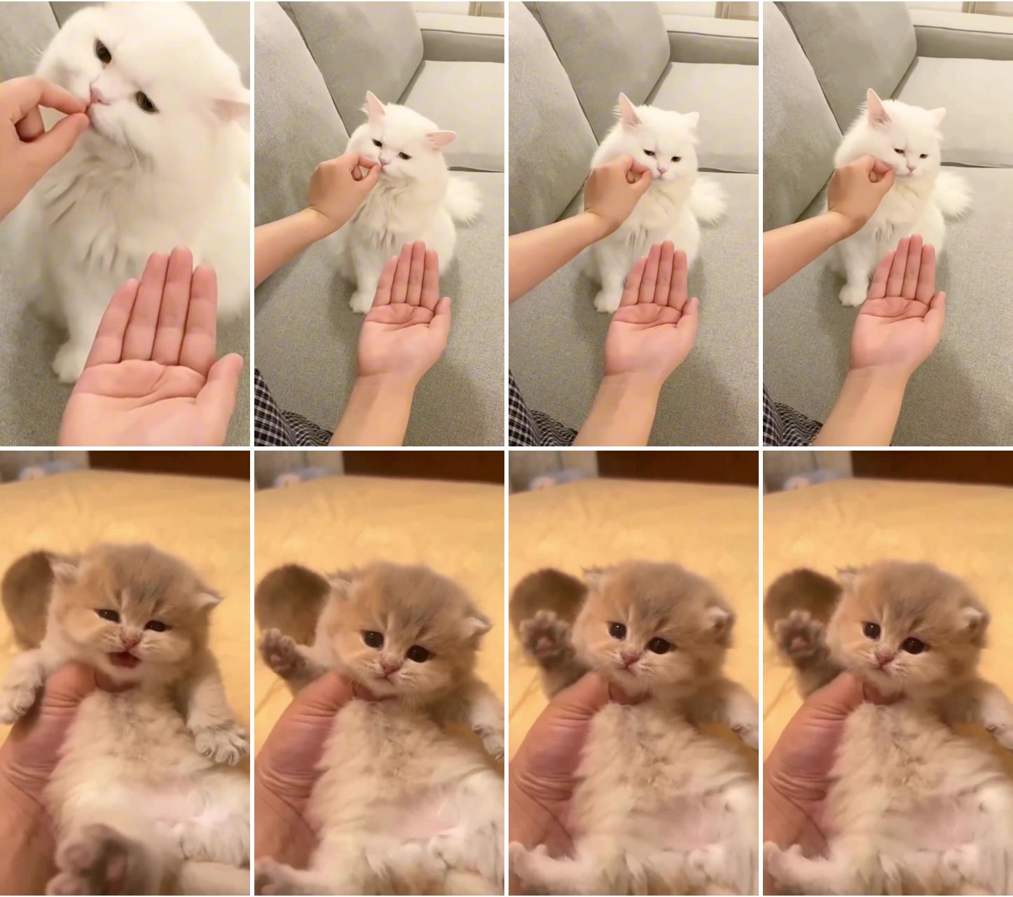 Cute cats; funny cat videos