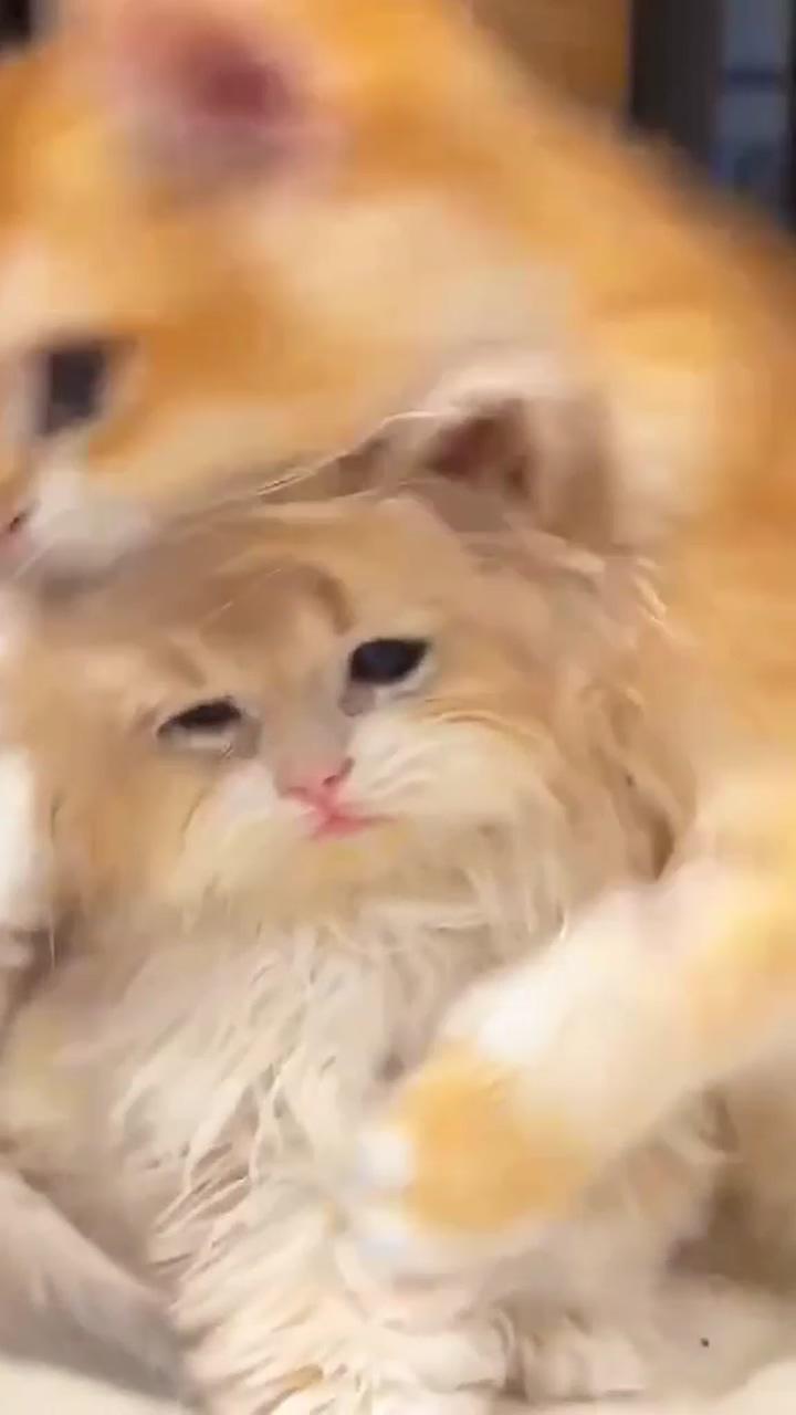 Cute cats | so cute