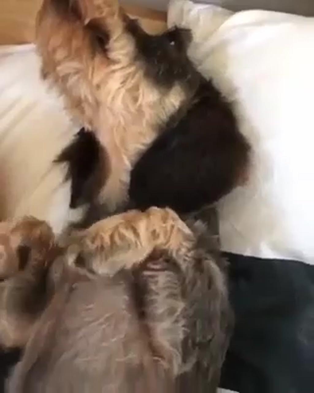 Cute dachshund | dachshund breed